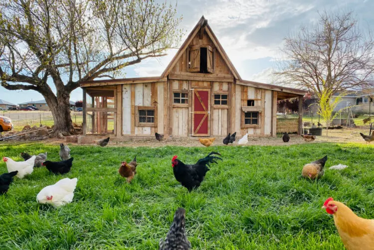 backyard chickens
