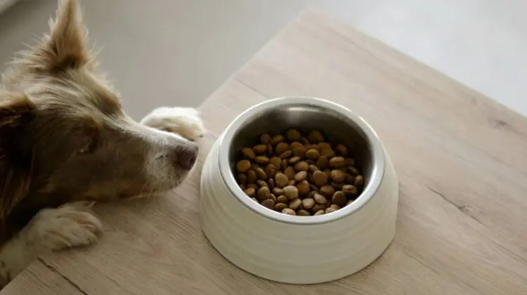 mushroom supplement for dogs