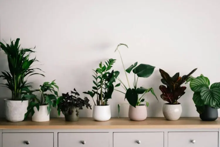 indoor house plant display