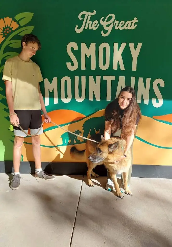 how to help a dog adjust to new surroundings