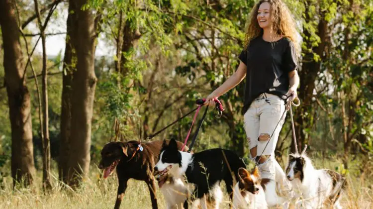 how to keep dog calm in new environments
