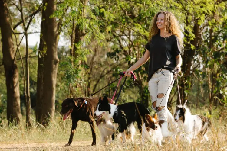 how to keep dog calm in new environments