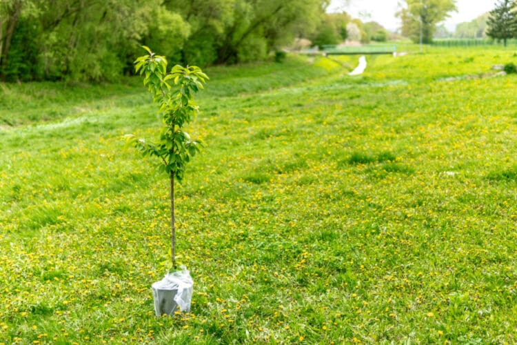 choosing a tree to plant