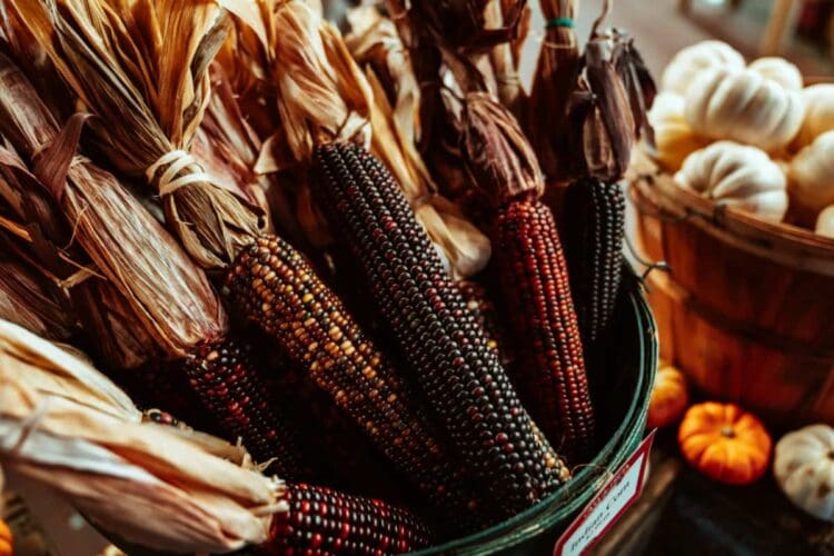 how to decorate for Thanksgiving- basket of Indian corn