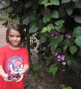 garden beans