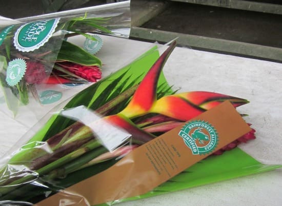 Rainforest Alliance Certified Flowers / Family Focus Blog