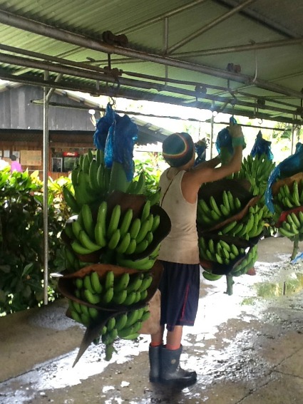 Rainforest Certified banana bunches / Family Focus Blog