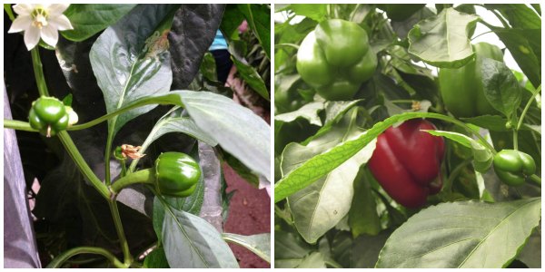Bell Peppers From Flower To Ripe Pepper