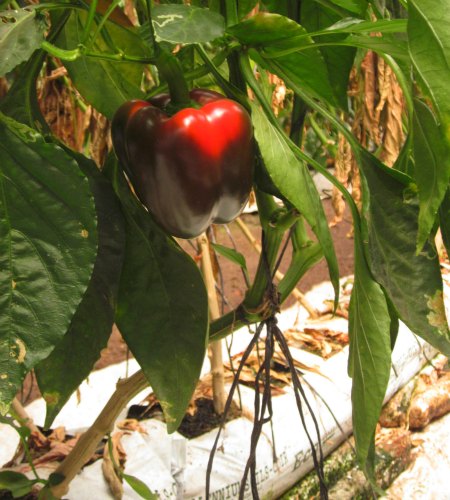 bell pepper grown in organic soil bags