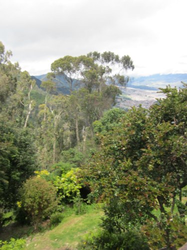 Colombian vegetation