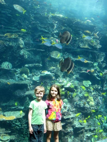 Tropical Diver at the Georgia Aquarium