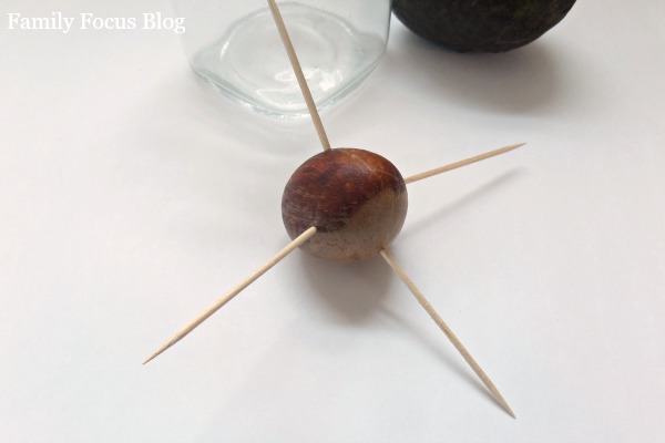 growing avocado from seed