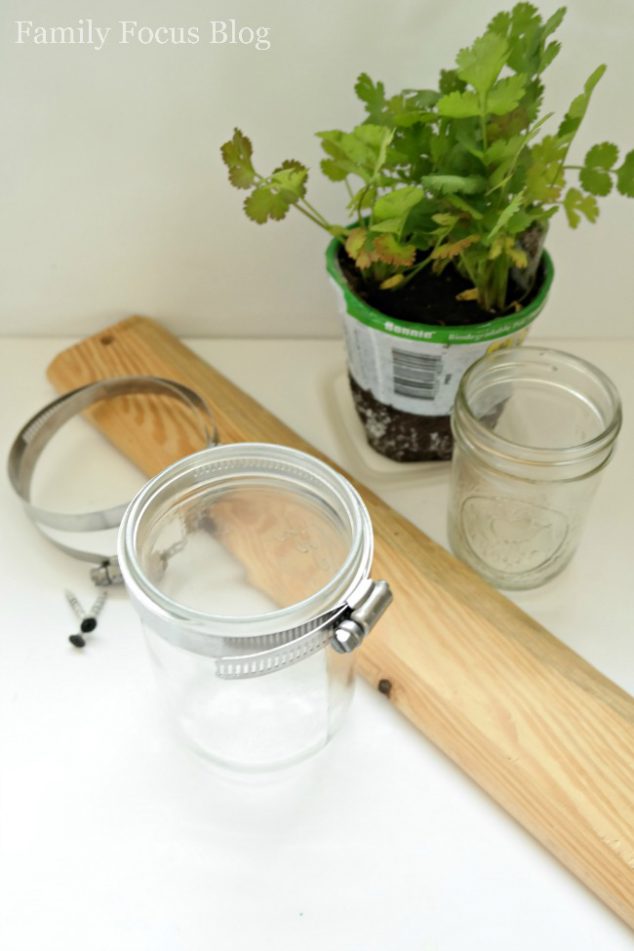 plant herbs in mason jars