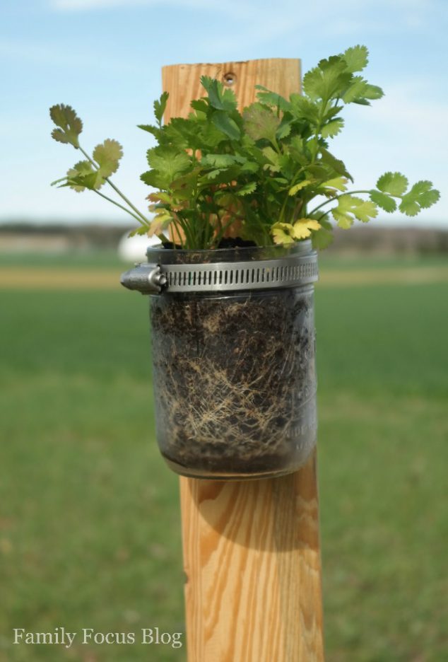 planting herbs in mason jars