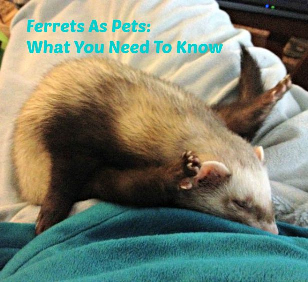 Ferrets-As-Pets