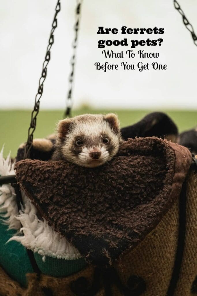 are ferrets good pets