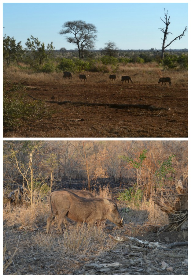 African Warthogs