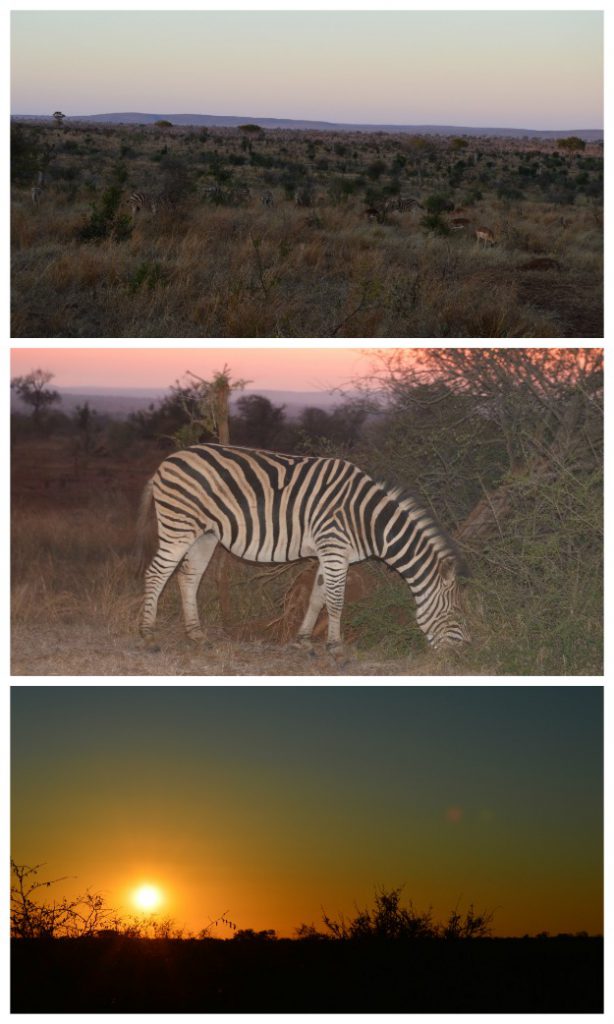 Evening Kruger Park Safari
