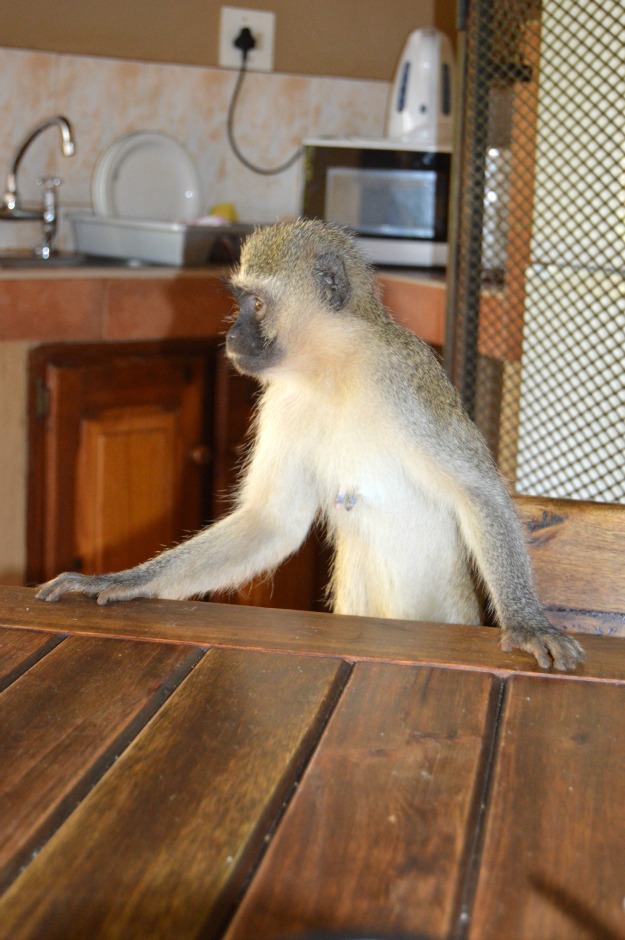 Kruger Monkey