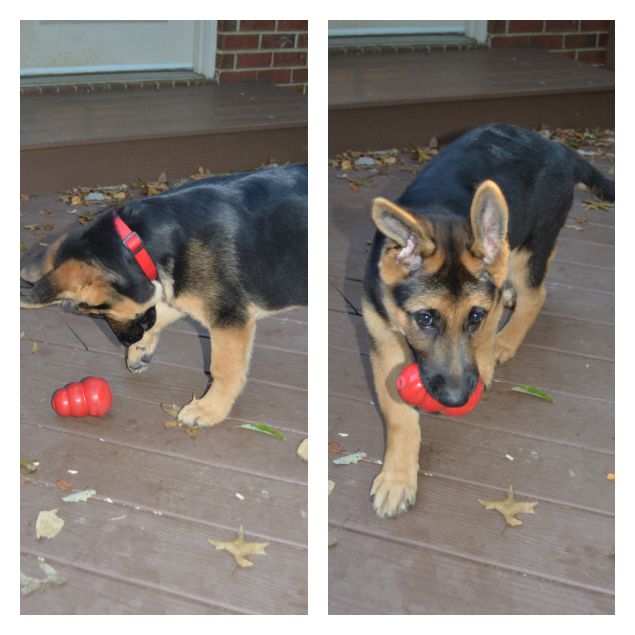 Puppy Plays With Kong Dog Toy