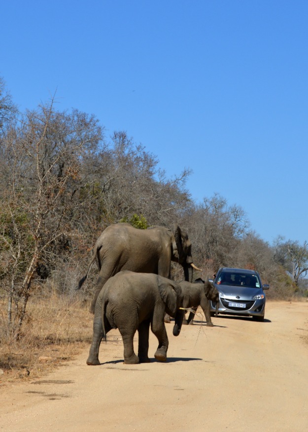 elephants car