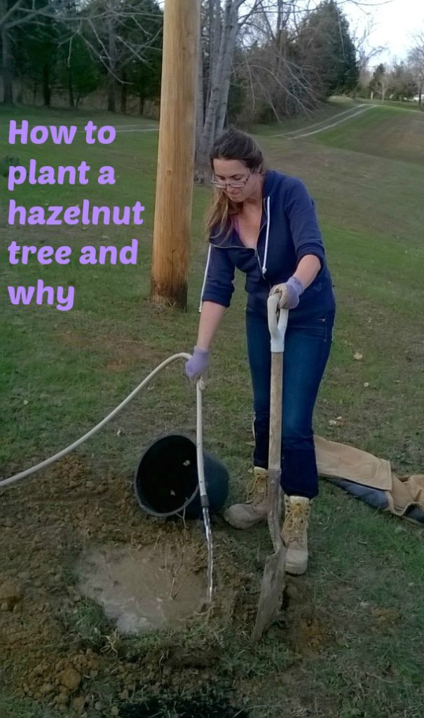 how to plant a hazelnut tree and why
