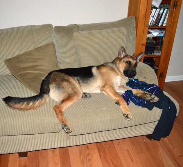 german-shepherd-sleeping-on-couch
