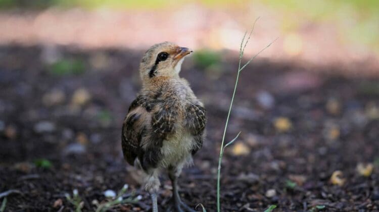 Raising chickens for eggs