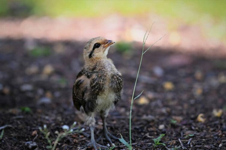 raising chickens for eggs from chicks to chickens