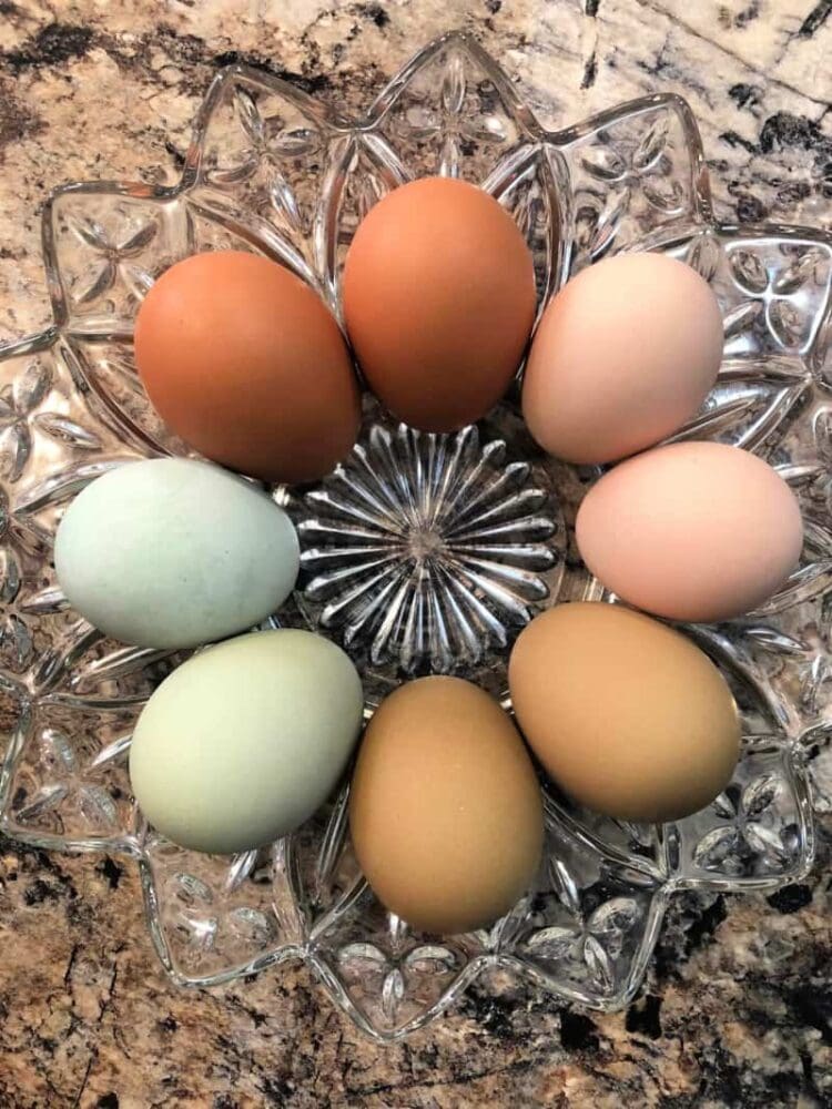 backyard chicken eggs