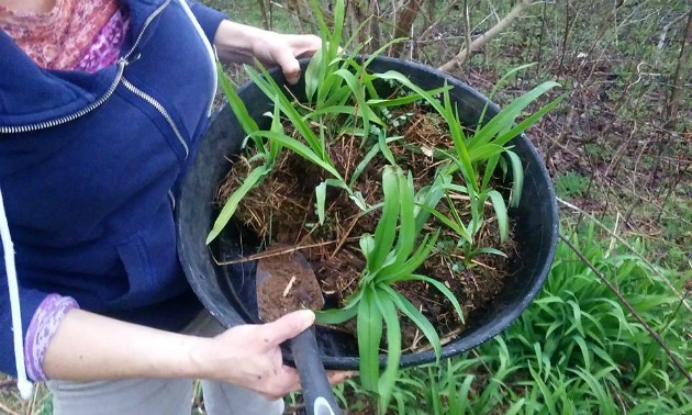 when to transplant daylilies