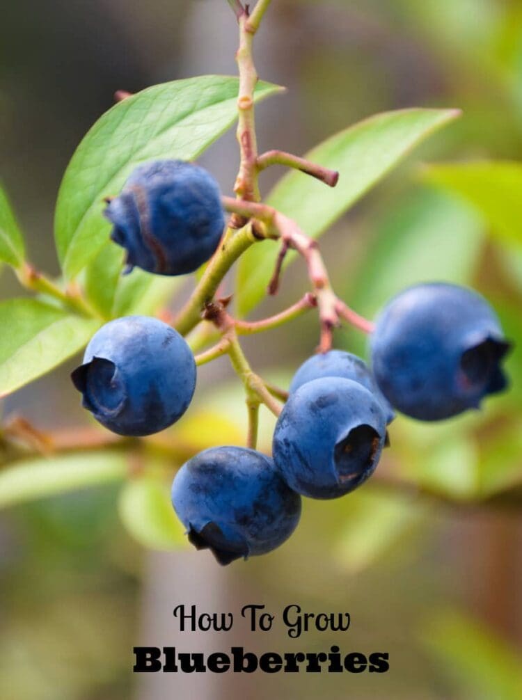 how to grow blueberries