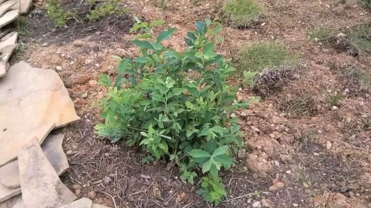 when to plant blueberry bushes