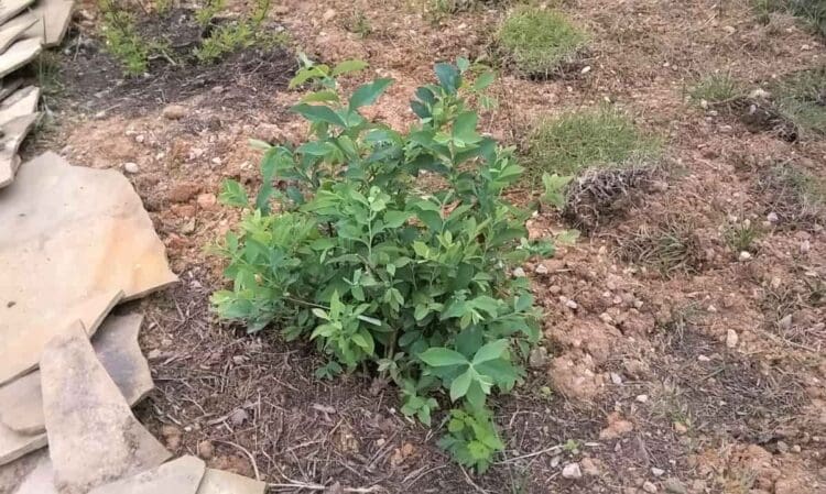 when to plant blueberry bushes