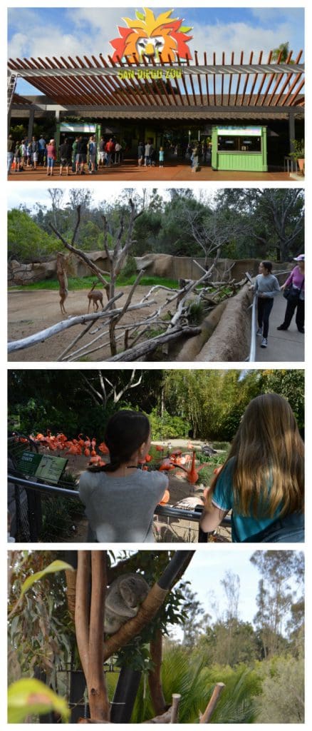 san diego zoo kids