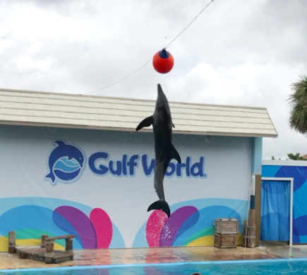 Gulf world dophins