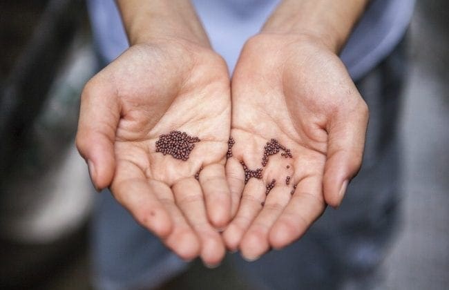 saving seeds vegetables