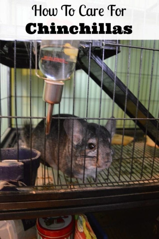 care for chinchillas