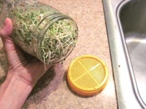 how to grow alfalfa sprouts