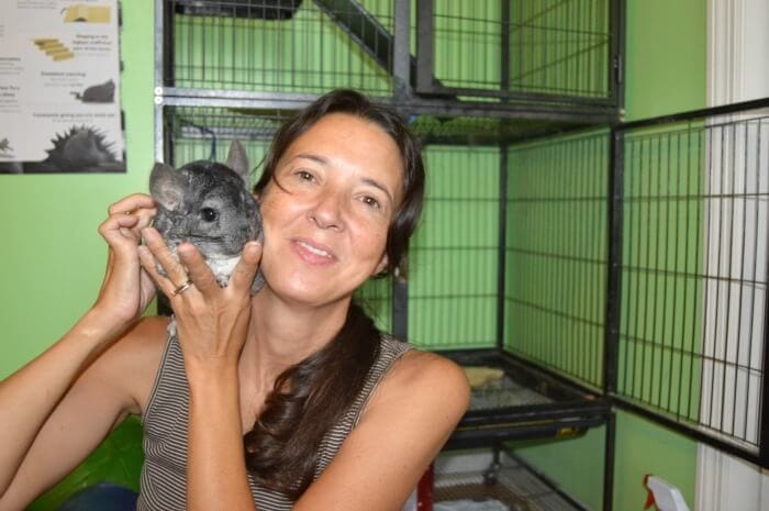 pet chinchilla