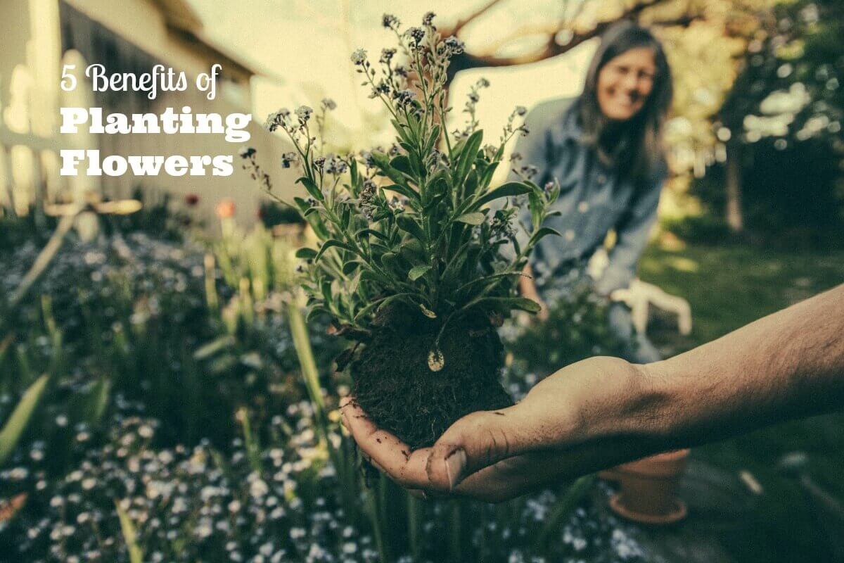 benefits of planting flowers