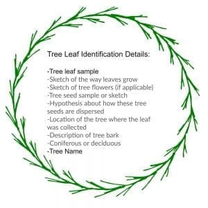 Tree Leaf Identification Project For Kids