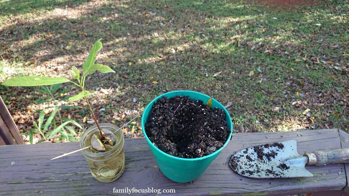 how to plant an avocado seed