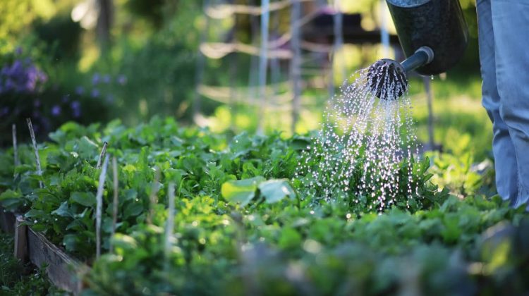 ways to keep garden healthy