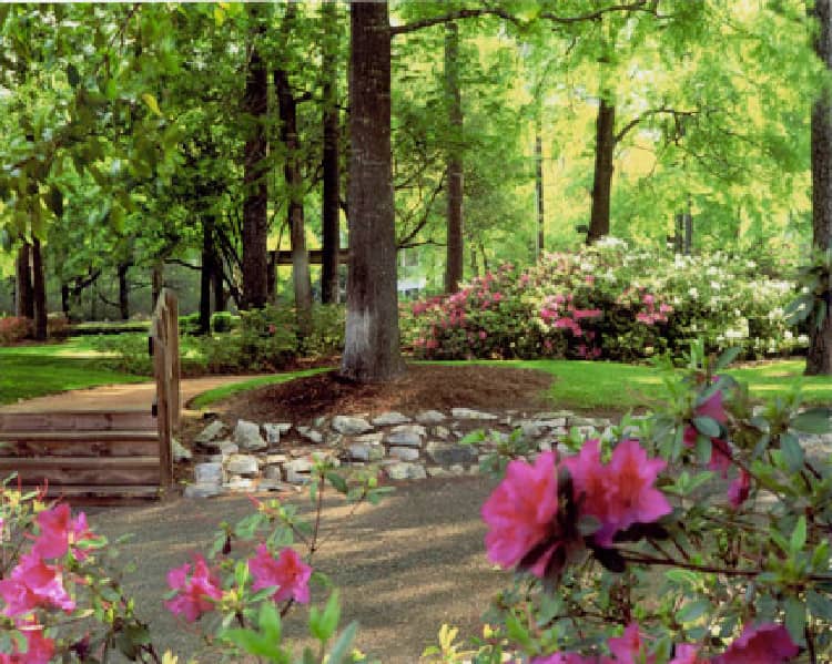 Eco-Friendly Landscape- azaleas at Houstonian