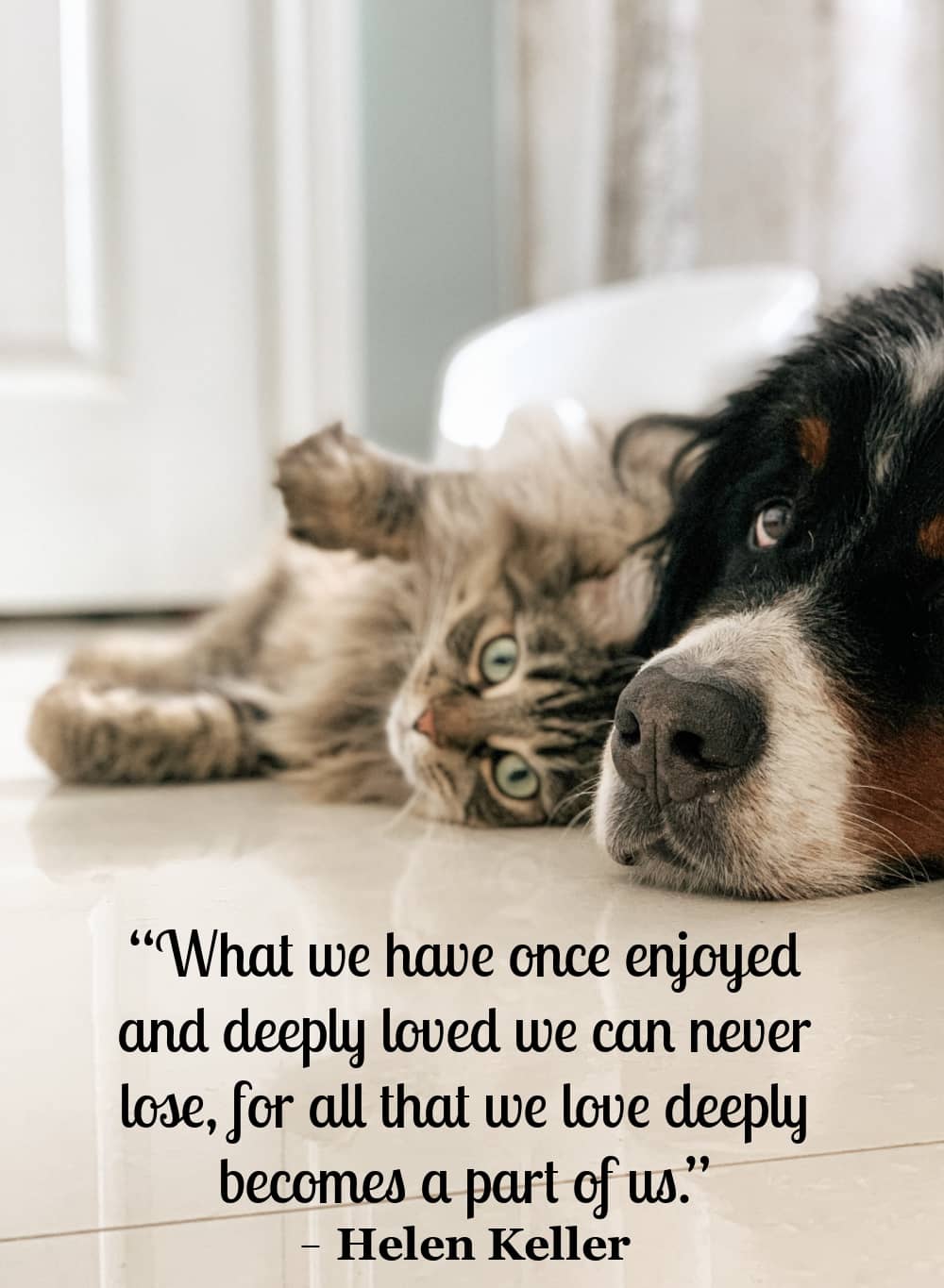 How To Deal With The Loss of A Pet - Family Focus Blog