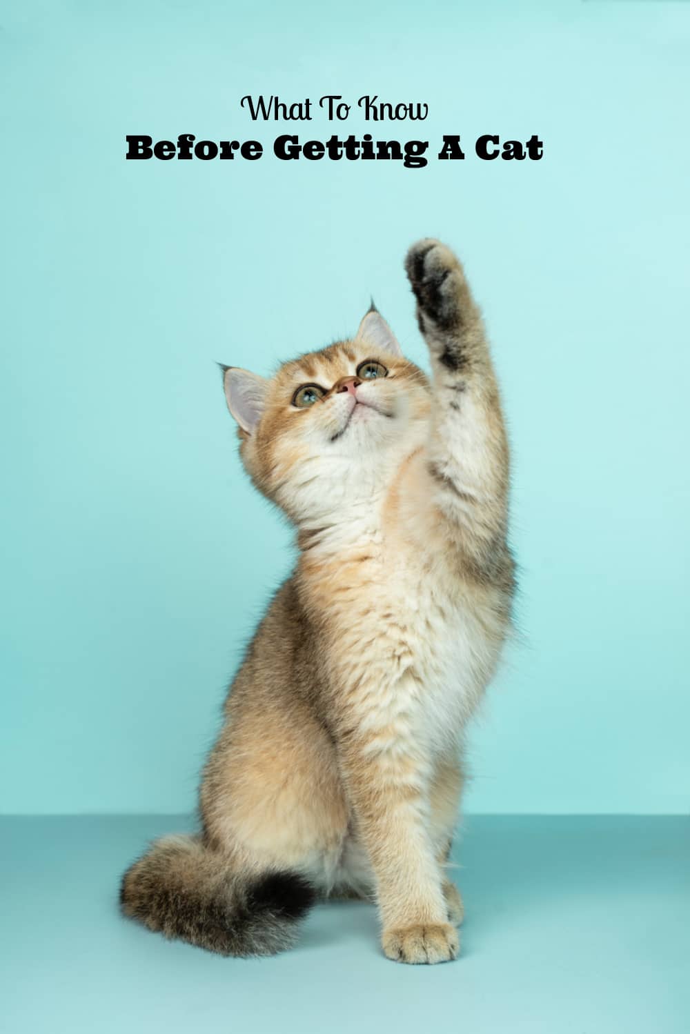 What To Know Before Getting A Cat