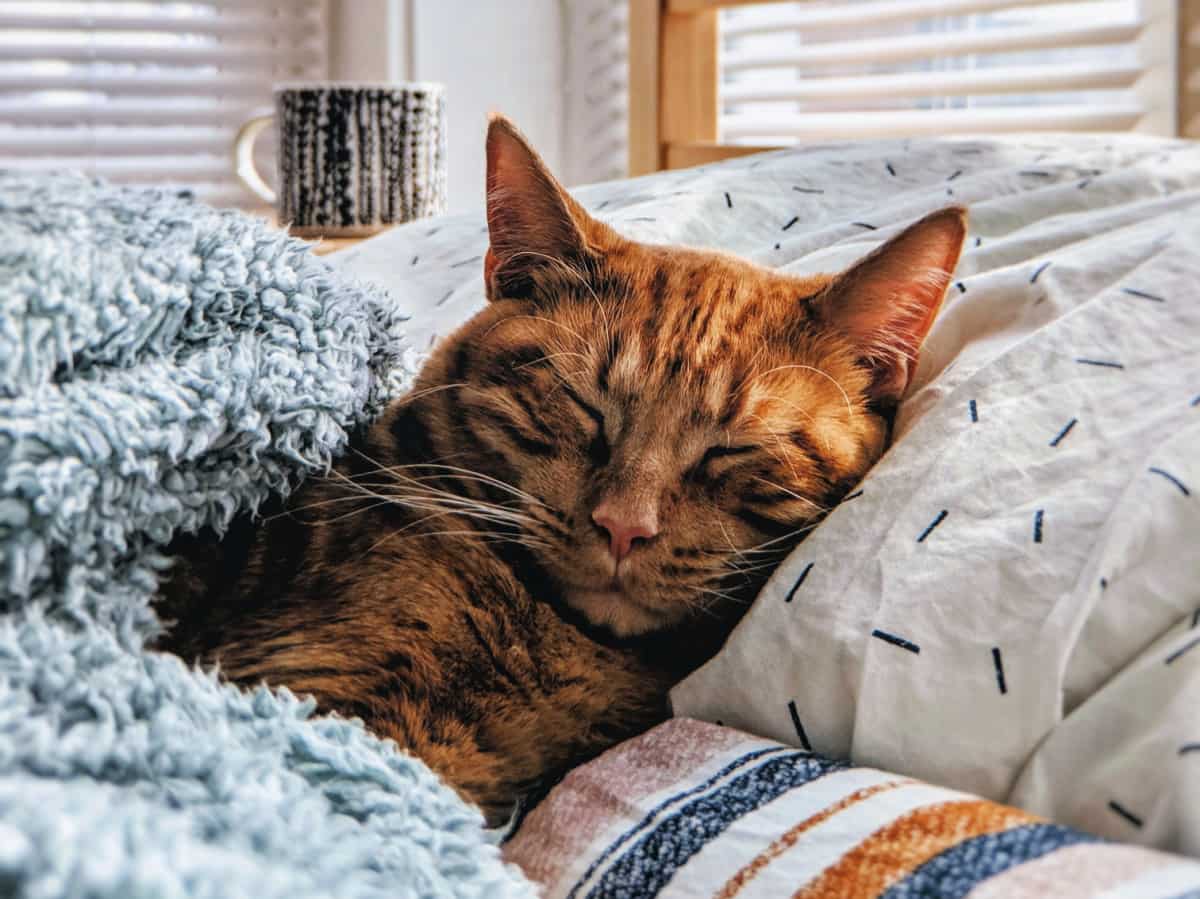 What To Know Before Getting A Cat