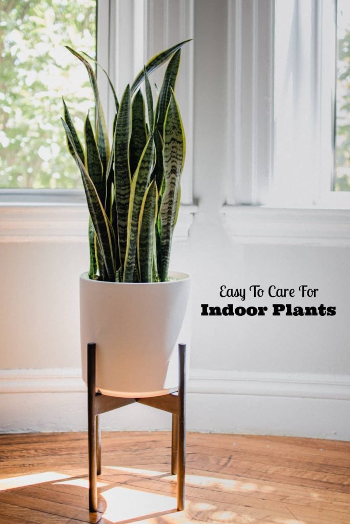 easy to care for indoor plants