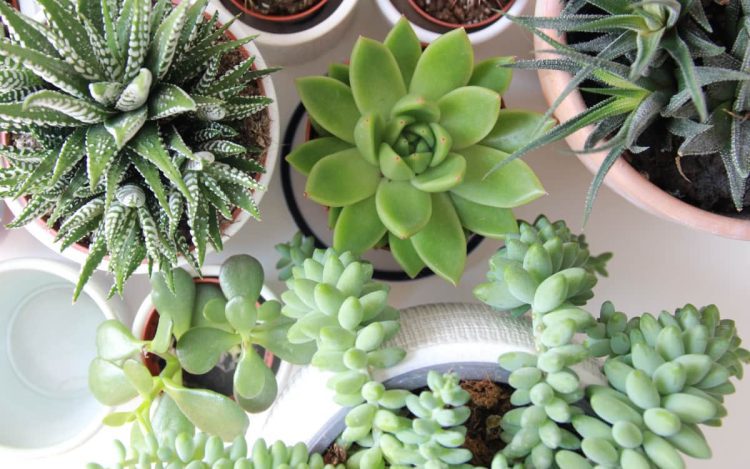 houseplant care- easy succulents